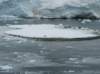 icefoatantartica_small.jpg