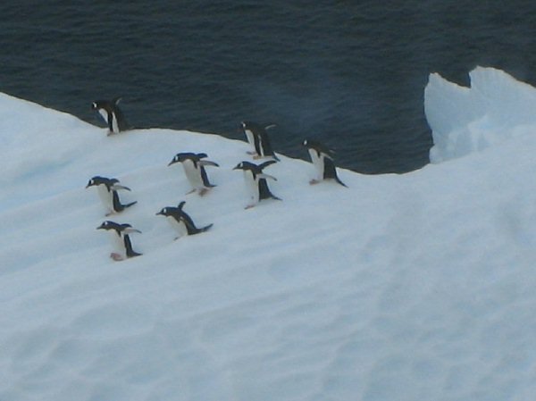 penguinsoniceburg.jpg
