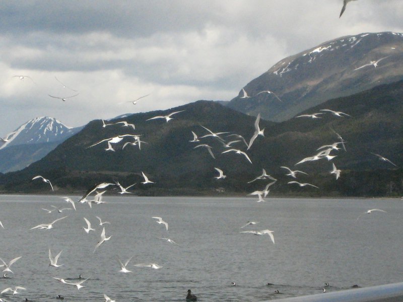 birdsinflightatushuaia.jpg