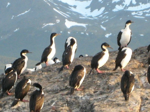 birdswiththepenguins.jpg