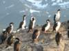 birdswiththepenguins_small.jpg