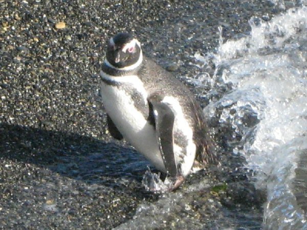 penguin2.jpg