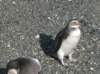 penguin_small.jpg