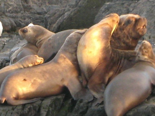 sealions.jpg