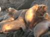 sealions_small.jpg