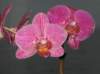 pinkorchidsontable_small.jpg