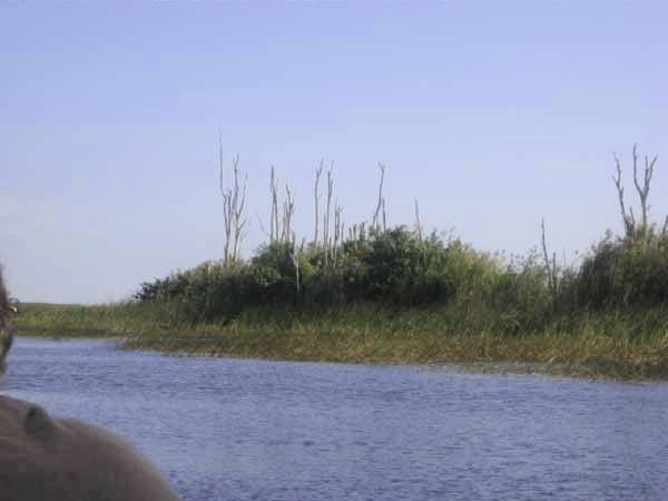 floridaevergladeswildlife12.jpg