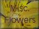 Misc. flowers from around the world