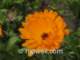 soamflower18_small.jpg