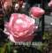 soamflowerrose2_small.jpg