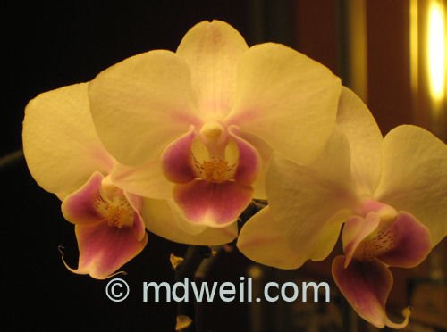 soamflowershiporchid1.jpg