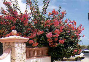 Bougenvilla