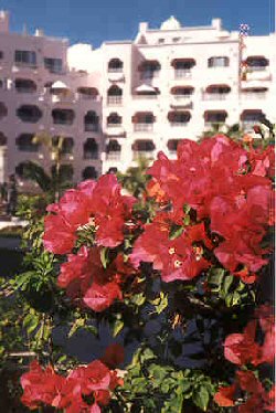 Lots of bougenvilla here.