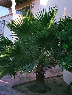 Fan Palm