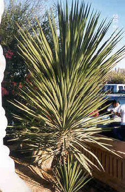 Yucca