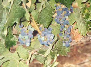 Grapes in Chile