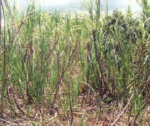 Sugar Cane Plants