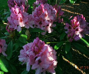 Pink Rhododendrum