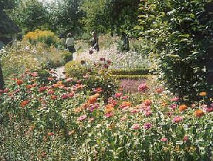 Zinna garden in Denmark