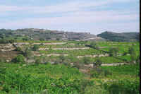 1408cypres.jpg (49286 bytes)