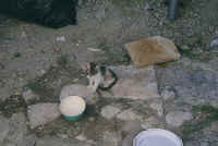 1505cypres.jpg (46737 bytes)