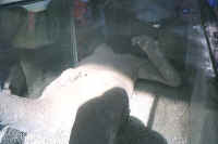 2502pompeii.jpg (31811 bytes)