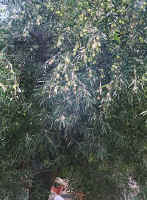 505greece.jpg (95262 bytes)