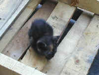 bch_cat.jpg (68800 bytes)