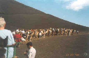 Everyone else on their camels, in front of us.