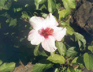 Hibiscus flower