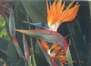 Bird of Paradise